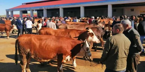 Bayburt Hayvan Pazarı Şap Hastalığı Tedbirleri Kapsamında Kapatıldı, İşte Detaylar