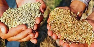 Bayburt'ta Sertifikalı Tohum Desteği Başvuruları Başladı! Son Başvuru 31 Temmuz