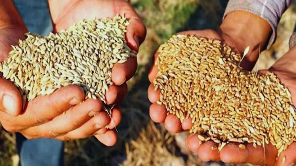 Bayburt'ta Sertifikalı Tohum Desteği Başvuruları Başladı! Son Başvuru 31 Temmuz