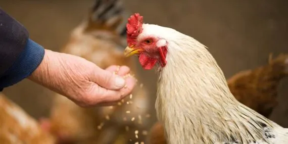 Kümes Hayvancılığı Üretiminde Mayıs 2025 Verileri Açıklandı: Yumurta Üretimi Azalırken, Tavuk Eti Üretimi Arttı