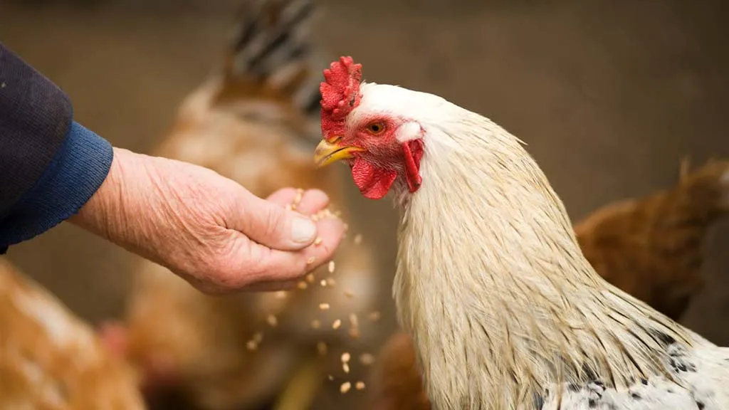 Kümes Hayvancılığı Üretiminde Mayıs 2025 Verileri Açıklandı: Yumurta Üretimi Azalırken, Tavuk Eti Üretimi Arttı