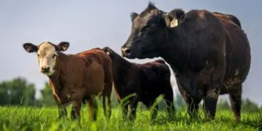 Mayıs 2025 Süt ve Süt Ürünleri Üretiminde Son Durum: İnek Peyniri ve Tereyağı Üretimi Arttı