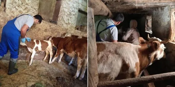 Aydıntepe’de Sonbahar Dönemi Şap Aşılama Kampanyası Başladı!