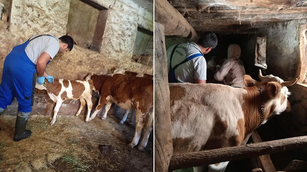 Aydıntepe'de Sonbahar Dönemi Şap Aşılama Kampanyası Başladı!