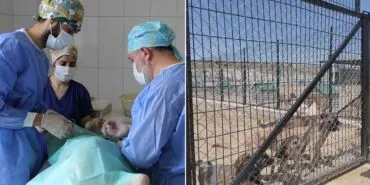 Bayburt Belediyesi Sokak Hayvanlarına Şefkat Eli Uzatıyor