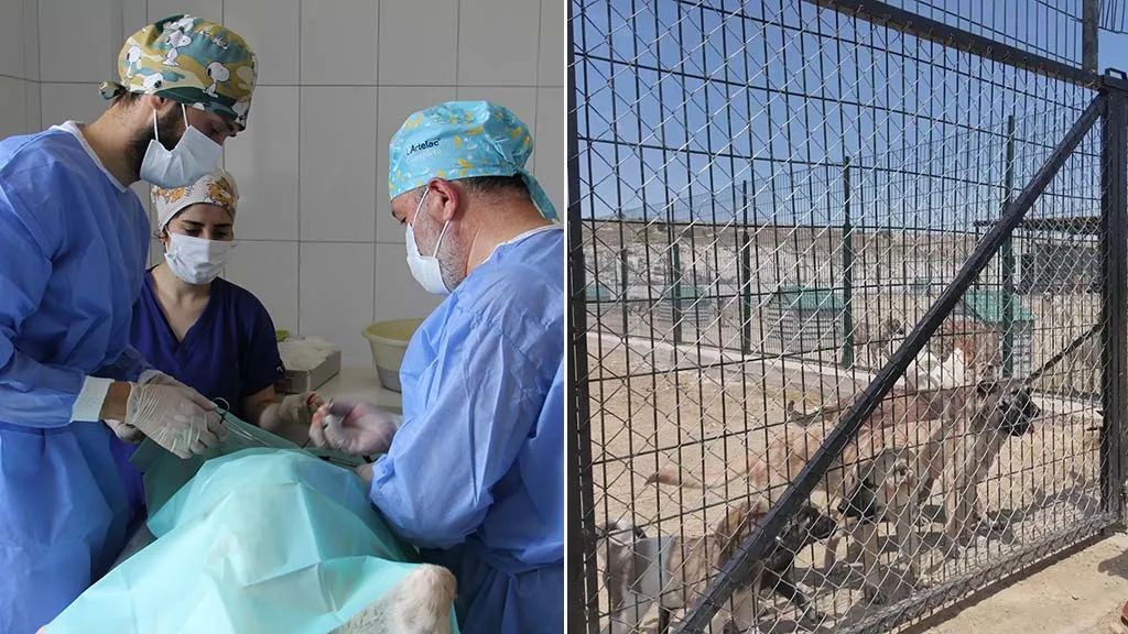 Bayburt Belediyesi Sokak Hayvanlarına Şefkat Eli Uzatıyor
