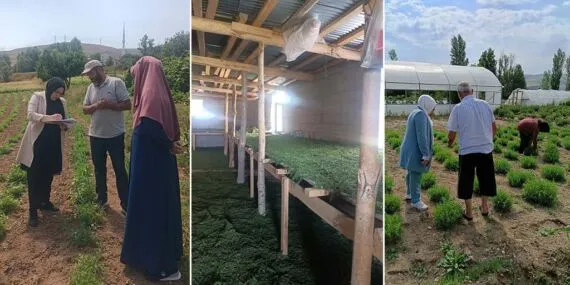 Bayburt Tarhunu Coğrafi İşaret Sonrası İlk Sıkı Denetimden Geçti