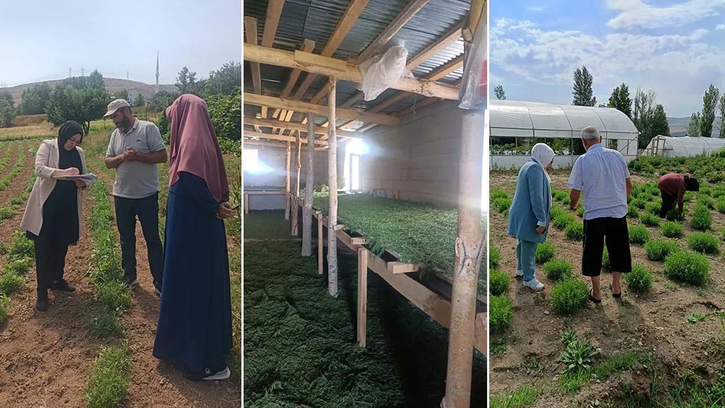 Bayburt Tarhununa Coğrafi İşaret Sonrası İlk Sıkı Denetim