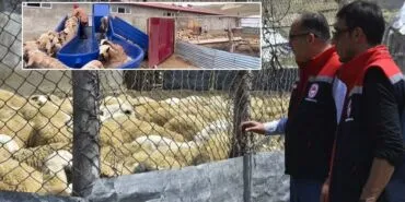 Bayburt'ta Küçükbaş Hayvancılık Faaliyetleri Yerinde İncelendi