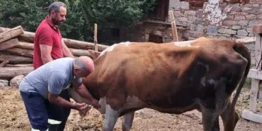 Bayburt'ta Şap Aşısı Çalışmaları Hız Kesmeden Devam Ediyor