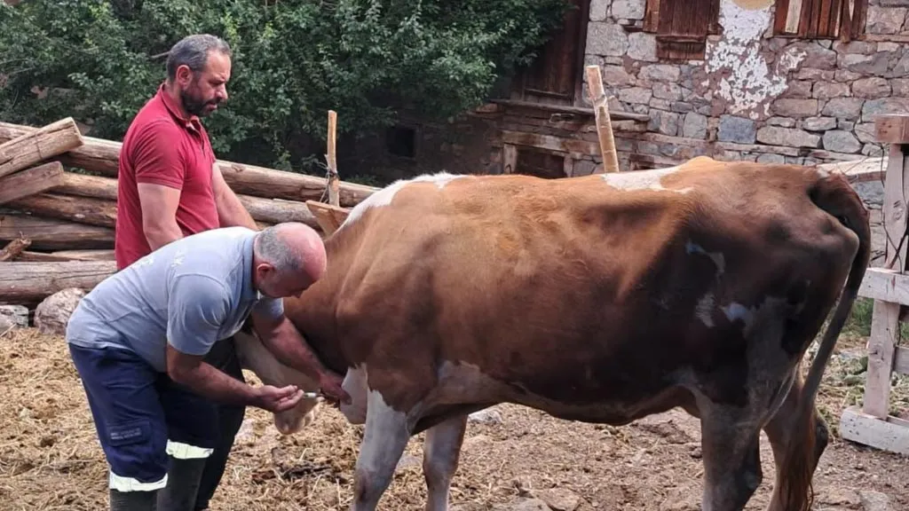 Bayburt'ta Şap Aşısı Çalışmaları Hız Kesmeden Devam Ediyor