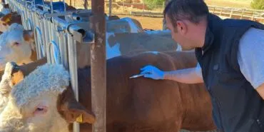 Bayburt'ta Sonbahar Dönemi Şap Aşılama Çalışmaları Başladı