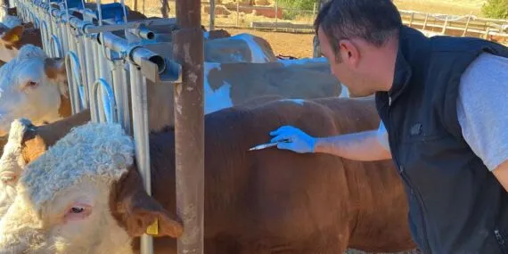 Bayburt’ta Sonbahar Dönemi Şap Aşılama Çalışmaları Başladı
