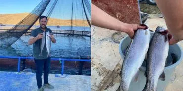 Bayburt'tan Dünyaya İhracat, Demirözü'nde Yetişen Alabalıklar Somon Oldu