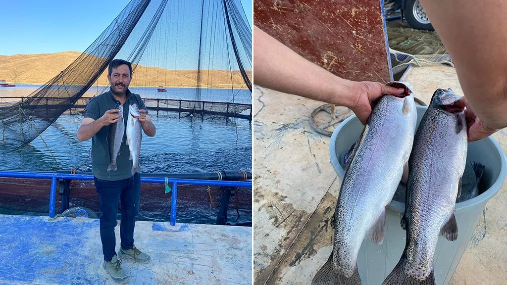 Bayburt'tan Dünyaya İhracat, Demirözü'nde Yetişen Alabalıklar Somon Oldu