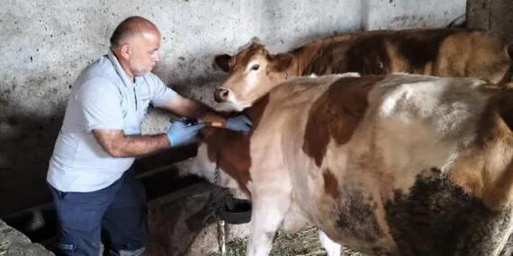 Aydıntepe’de Şap Aşılama Çalışmaları Devam Ediyor