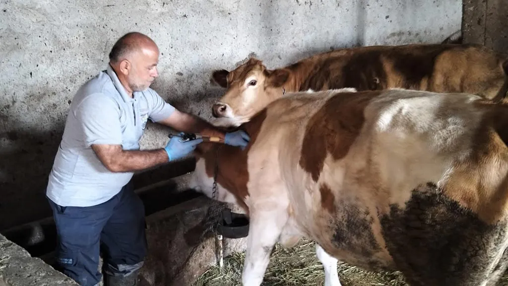 Aydıntepe’de Şap Aşılama Çalışmaları Devam Ediyor