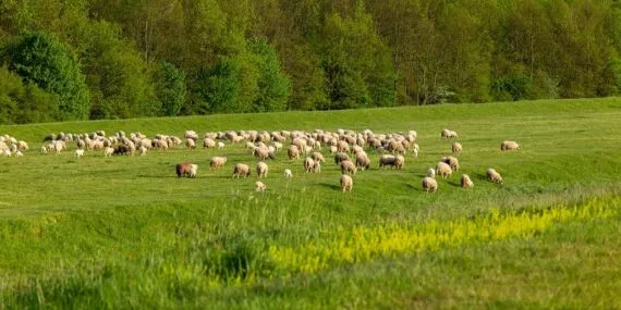 Bayburt’ta 2025 Yılı İlk Dönem Buzağı, Kuzu, Malak ve Oğlak Destekleme Başvuruları Başladı