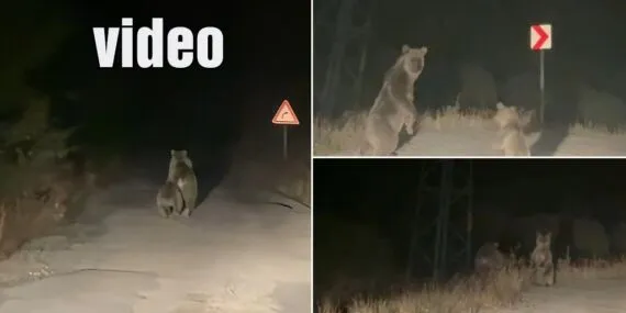 Bayburt’ta Anne Ayı ve Yavrusu Cep Telefonu Kamerasına Yansıdı