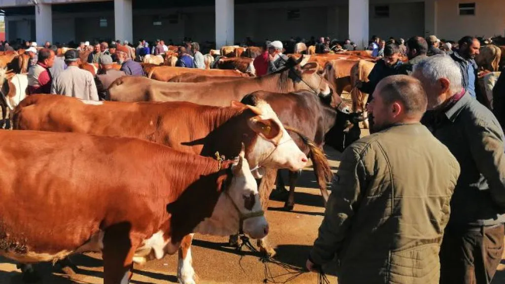 Bayburt Canlı Hayvan Pazarı Yeniden Faaliyete Geçiyor, Tarih Belli Oldu
