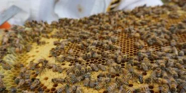 Bayburtlu Arıcılara 2025 Desteği Başladı: Son Başvuru 7 Kasım!