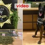 Bayburt’ta Narkotik Operasyonu, Köpek Pablo’dan Esrar Baskını