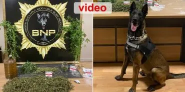 Bayburt’ta Narkotik Operasyonu, Köpek Pablo’dan Esrar Baskını