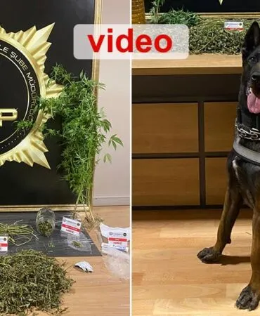 Bayburt’ta Narkotik Operasyonu, Köpek Pablo’dan Esrar Baskını