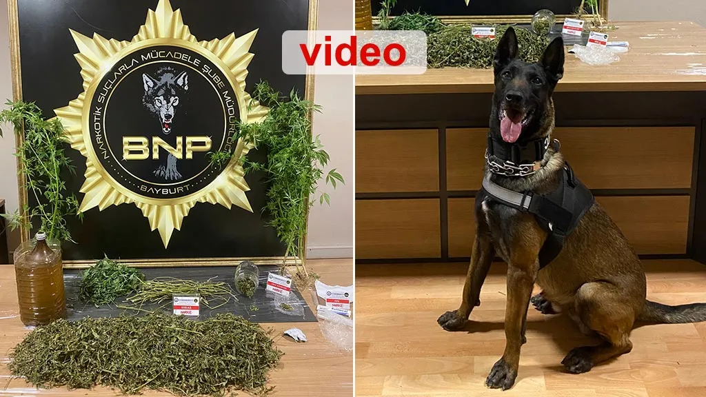 Bayburt’ta Narkotik Operasyonu, Köpek Pablo’dan Esrar Baskını