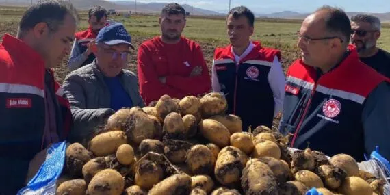 Bayburt’ta Patates Hasadı Başladı: Dekara Verim 5.5 Tonu Gördü
