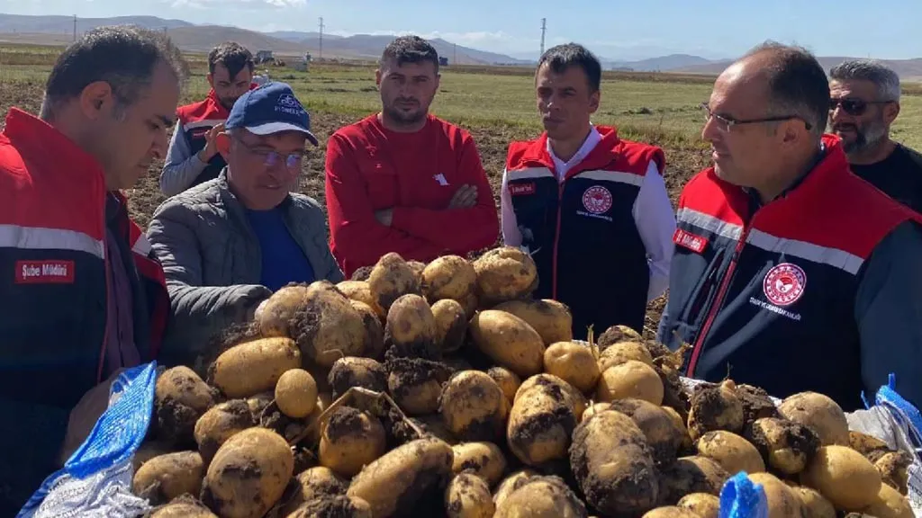 Bayburt'ta Patates Hasadı Başladı: Dekara Verim 5.5 Tonu Gördü