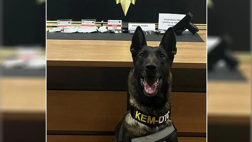 Narkotik Köpeği Pablo Bayburt’ta Zehir Tacirini Yakalattı