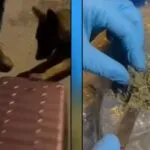 Bayburt’ta 1 Kilo Skunk ile Yakalanan Şahıs Tutuklandı!