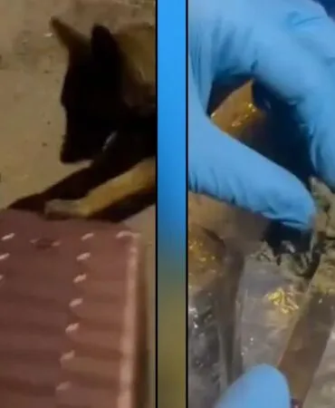 Bayburt’ta 1 Kilo Skunk ile Yakalanan Şahıs Tutuklandı!
