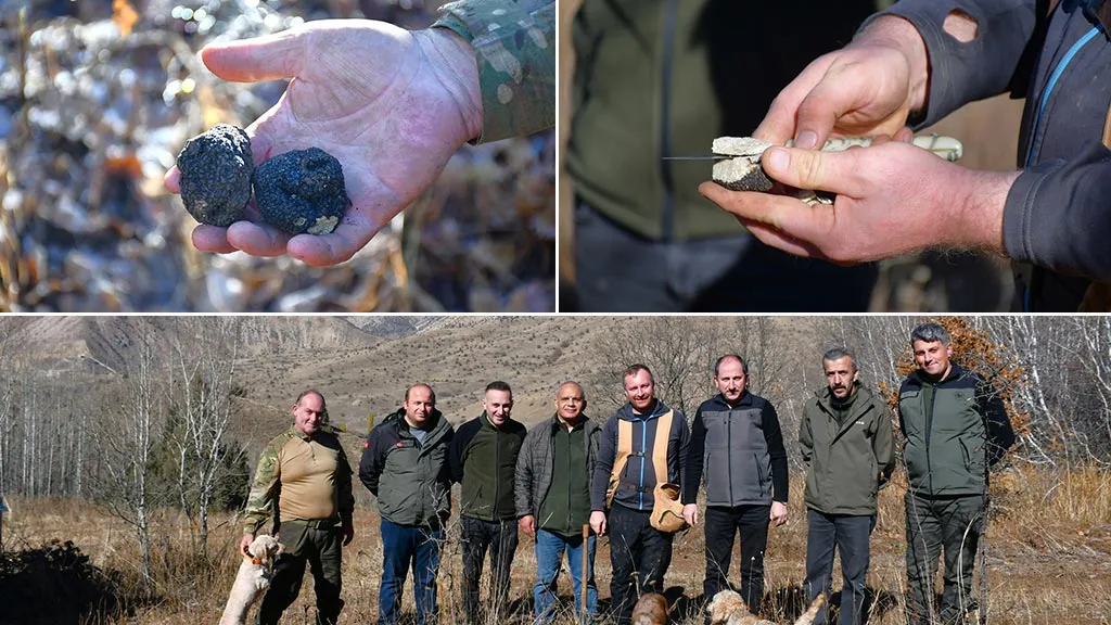 Bayburt’ta Kara Elmas Keşfi, Trüf Mantarı Envanter Çalışmaları Başlatıldı