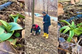 Bayburt’ta Salep Üretimi Başarısı, Bölge İklimine Uyum Sağladı, Ek Gelir Kapısı Açılıyor