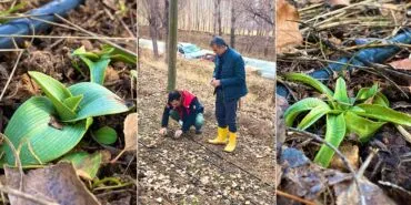 Bayburt’ta Salep Üretimi Başarısı, Bölge İklimine Uyum Sağladı, Ek Gelir Kapısı Açılıyor