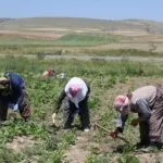 Bayburtlu Çiftçilere Müjde, Devlet Yüzde 75’ini Karşılıyor! Başvurular Başlıyor