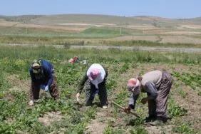 Bayburtlu Çiftçilere Müjde, Devlet Yüzde 75’ini Karşılıyor! Başvurular Başlıyor