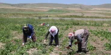 Bayburtlu Çiftçilere Müjde, Devlet Yüzde 75’ini Karşılıyor! Başvurular Başlıyor