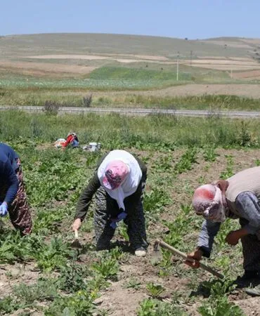 Bayburtlu Çiftçilere Müjde, Devlet Yüzde 75’ini Karşılıyor! Başvurular Başlıyor