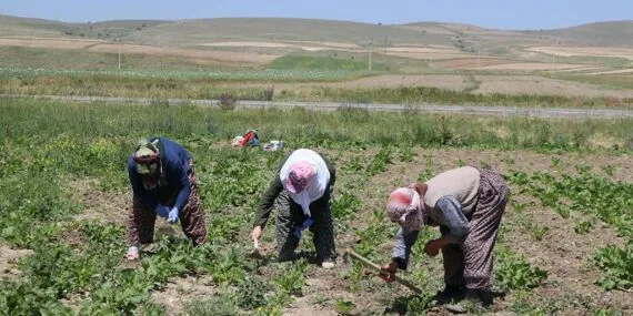 Bayburtlu Çiftçilere Müjde, Devlet Yüzde 75’ini Karşılıyor! Başvurular Başlıyor