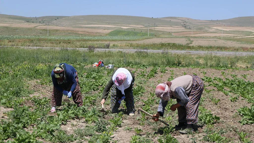 Bayburtlu Çiftçilere Müjde, Devlet Yüzde 75’ini Karşılıyor! Başvurular Başlıyor