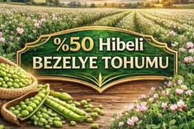 Bayburtlu Üreticiye Yüzde 50 Hibeli Bezelye Tohumu Desteği, Başvurular Başlıyor!