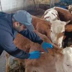 Bayburt’ta 2026 İlkbahar Dönemi Hayvan Aşılaması Başladı