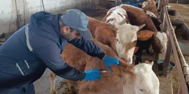 Bayburt’ta 2026 İlkbahar Dönemi Hayvan Aşılaması Başladı