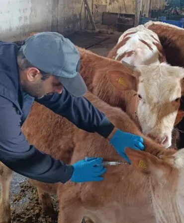 Bayburt’ta 2026 İlkbahar Dönemi Hayvan Aşılaması Başladı