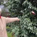 Doğadan Gelen Şifa, Şap Hastalığına Karşı Karayemiş Formülü