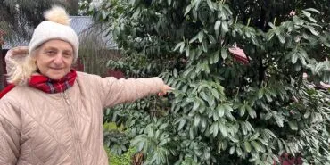 Doğadan Gelen Şifa, Şap Hastalığına Karşı Karayemiş Formülü