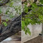 Bayburt Aydıntepe’de Meyve Bahçelerinde Saha Çalışmaları Sürüyor